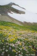 Hogback Ridge flowers